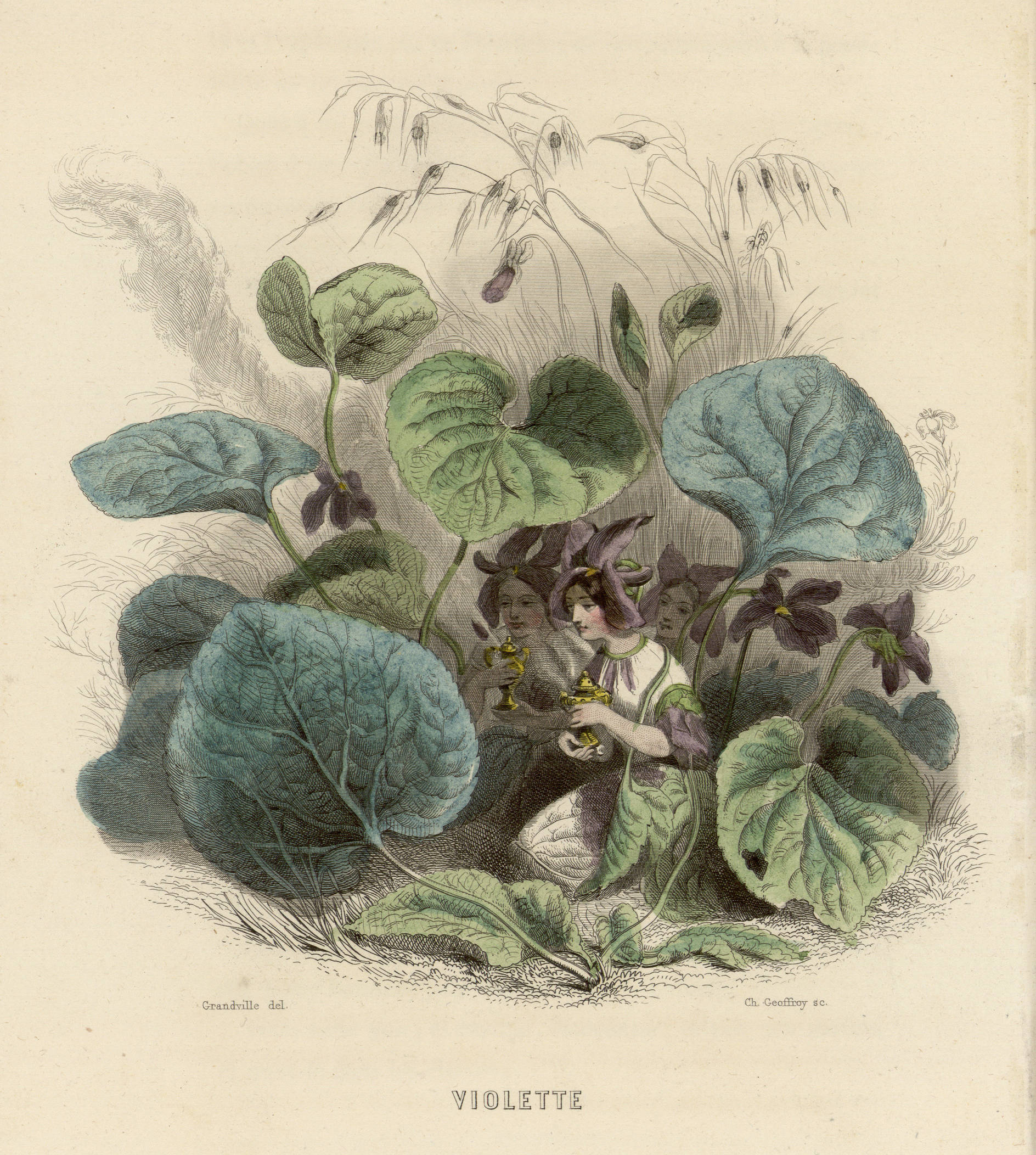 Contenu du Violette