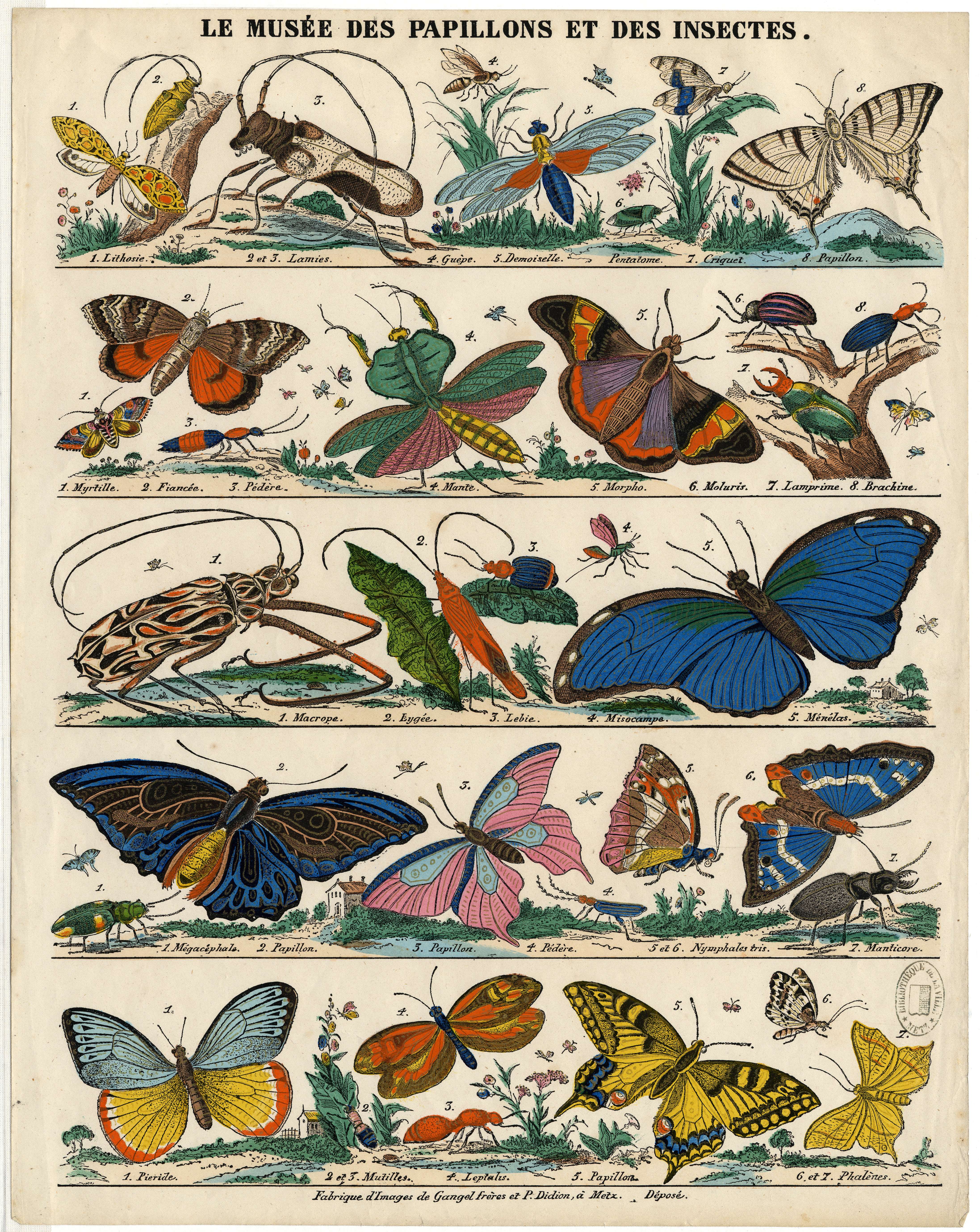 Contenu du Le Musée des papillons et des insectes