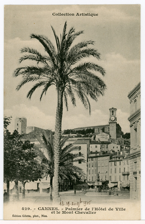 Cannes. Palmier de l'hôtel de ville et le Mont Chevalier