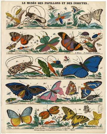 Le Musée des papillons et des insectes