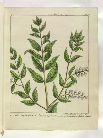 [Corroyère à feuille de myrte]