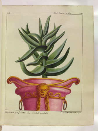 [Crassula]