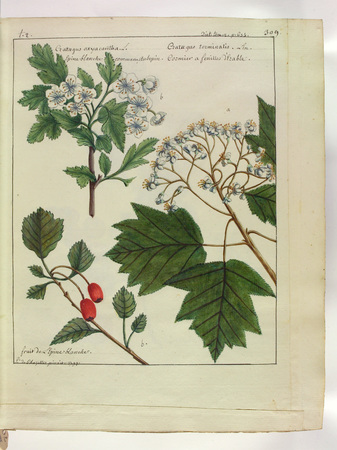 [Aubépine - Cormier]