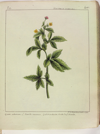 [Herbe de Saint Benoît]