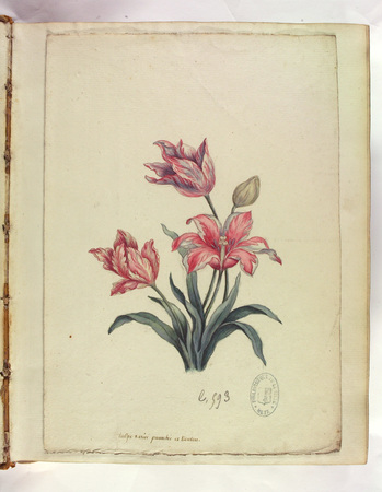 Tulipe variée