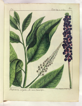 [Phytolacca ou Raisin d’Amérique]