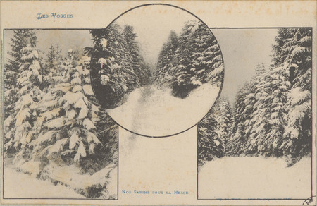 Nos Sapins sous la neige