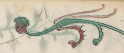 Homme dragon