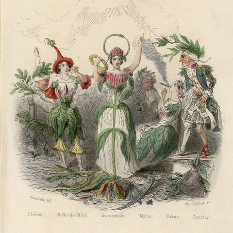 Contenu du Danse et botanique : les Fleurs animées de Grandville (1848)