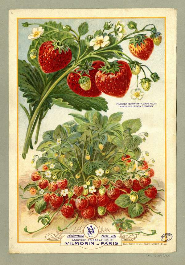 Fraisier remontant à gros fruit undefined