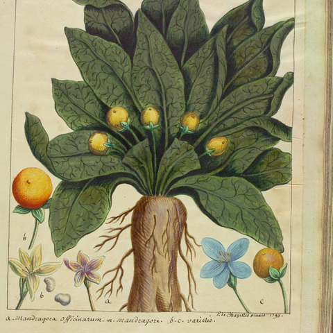 Contenu du La mandragore, la plus célèbre des plantes magiques
