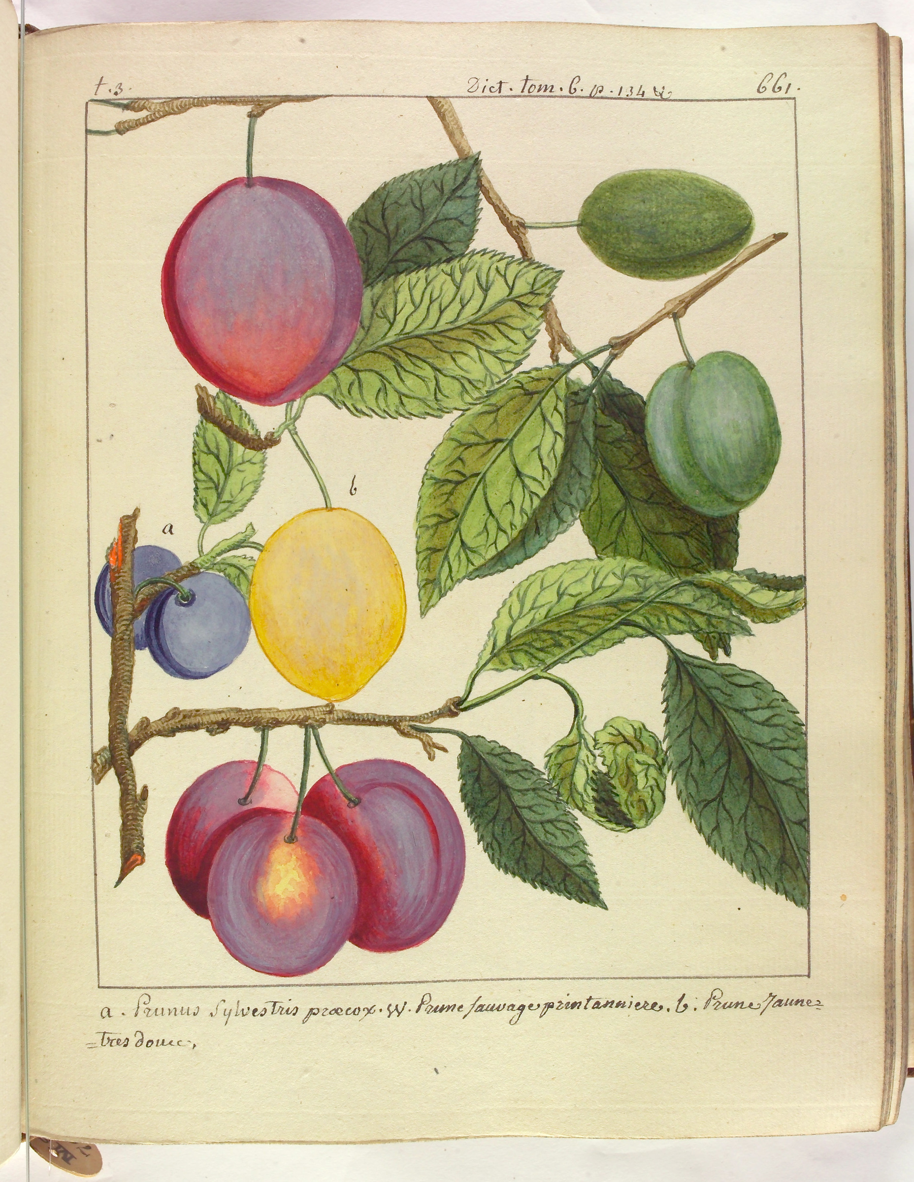 Contenu du Prune sauvage printanière - Prune jaune