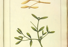 entrepot/thumbnails/entrepot/B574636101_MS_708_280r_NEjgHoI_BMyXh5c.jpg