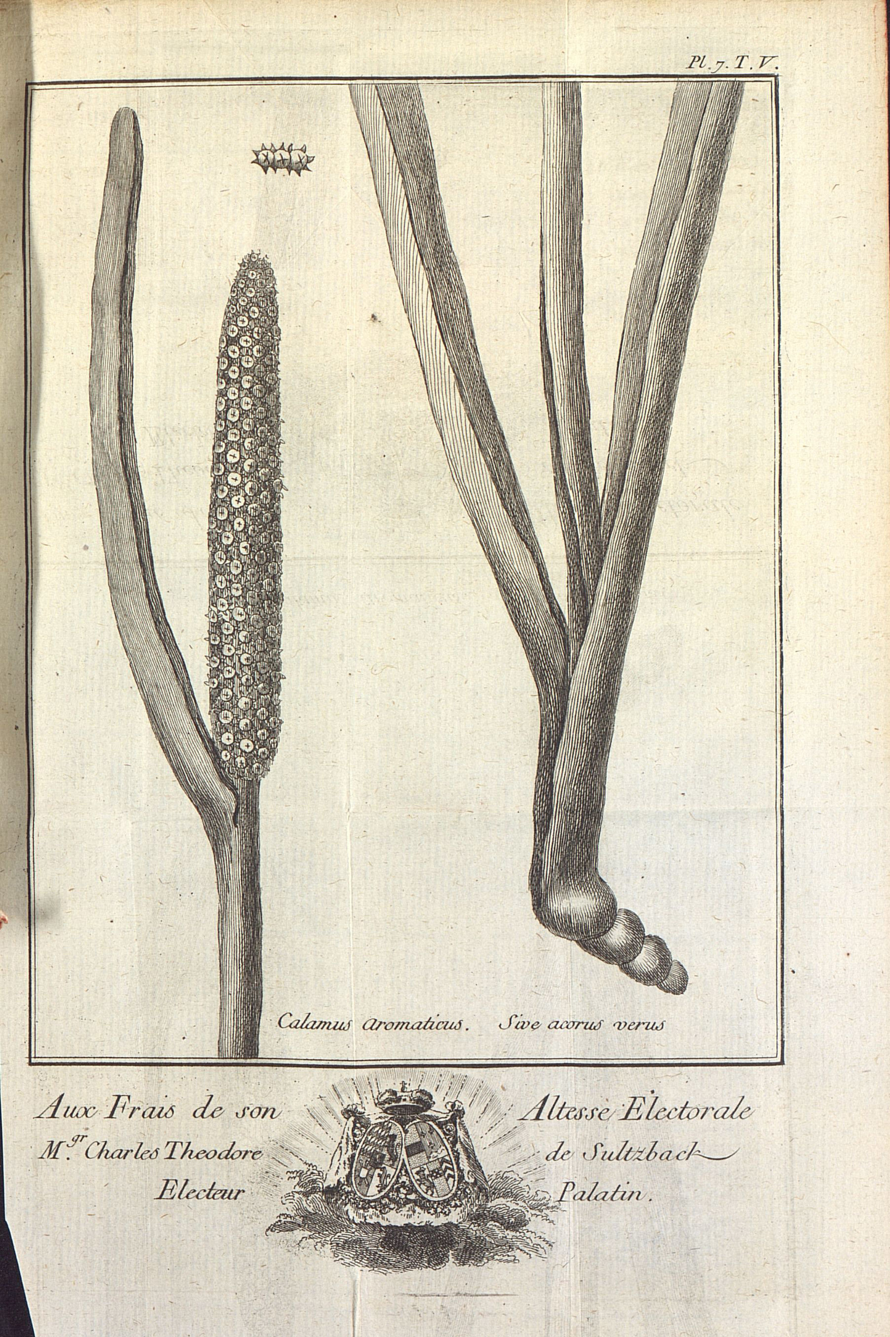 Contenu du Calamus Aromaticus. Sive acorus verus