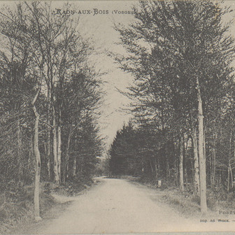 La forêt en Lorraine