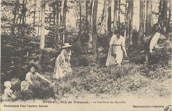 Épinal, Nid de verdure, La Cueillette des Myrtilles undefined