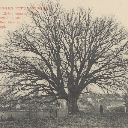 Contenu du Ces arbres qui font la forêt Contenu du Ces arbres qui font la forêt