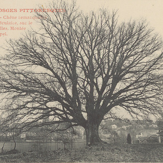 Ces arbres qui font la forêt