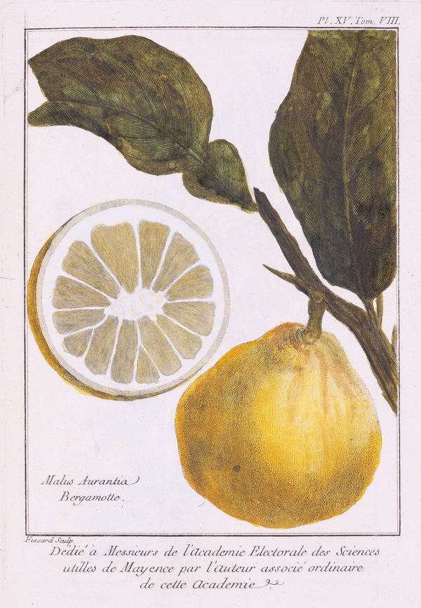 Bergamote, fruit du bergamotier
